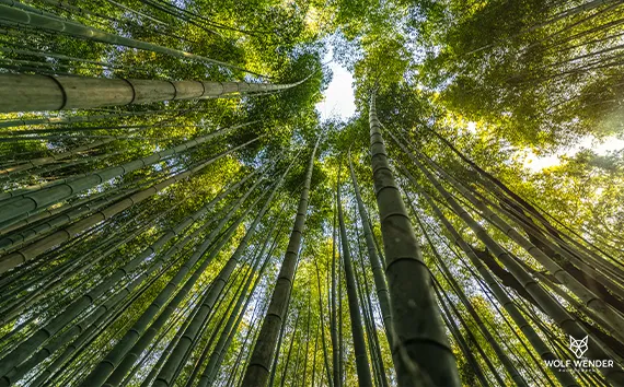 Standort der SEO Agentur in Halle (Saale)